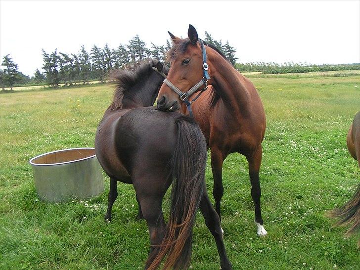 Islænder Nanna fra Sjørslev billede 5