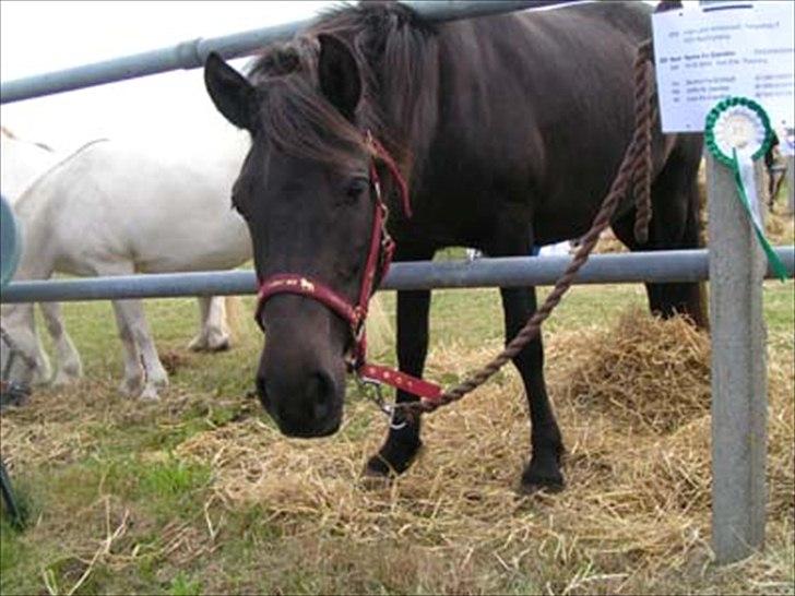 Islænder Nanna fra Sjørslev billede 6