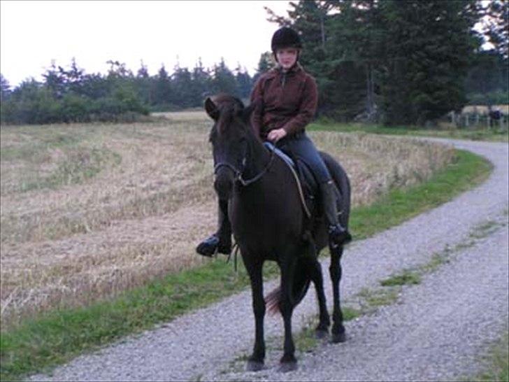 Islænder Nanna fra Sjørslev billede 7