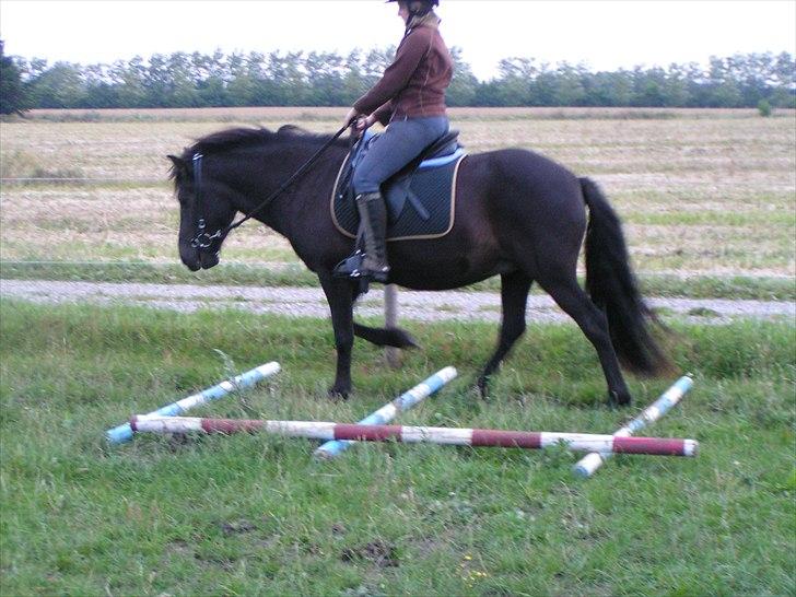 Islænder Nanna fra Sjørslev billede 8