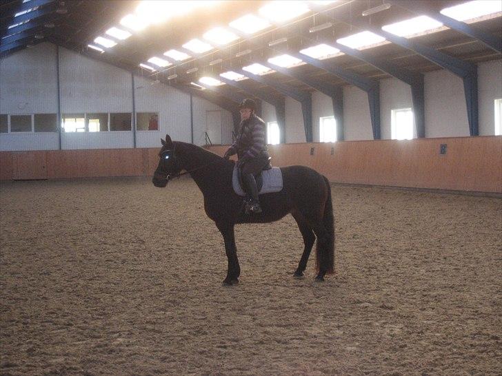 Tysk Oldenburger DUNJA - Himmelhest billede 8