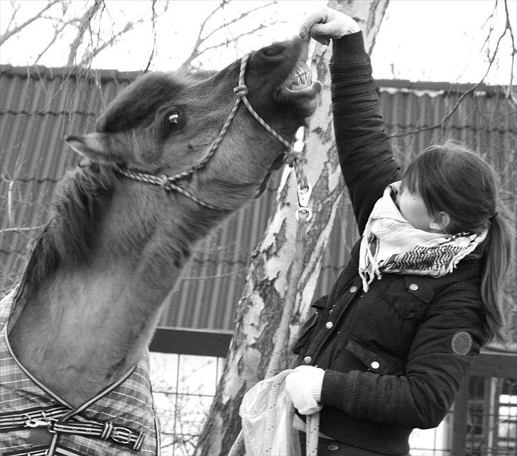 Islænder Sunna fra Vrangbækgård billede 18