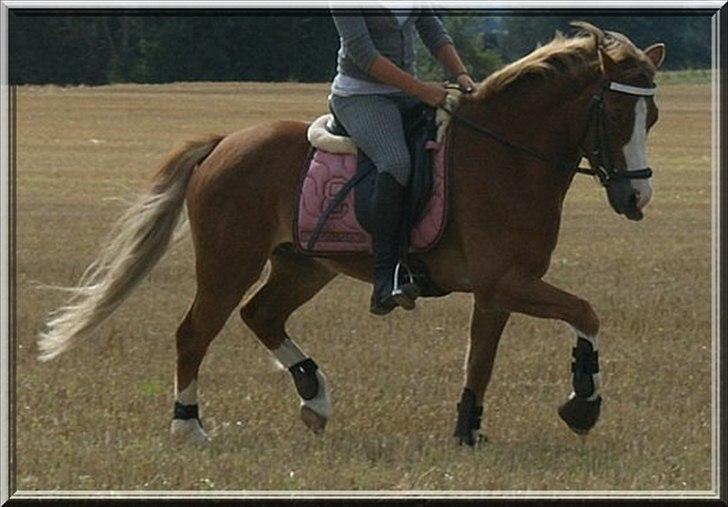 Tysk Sportspony Sultan <3  Solgt :'( - Min datters dejlig pony billede 8