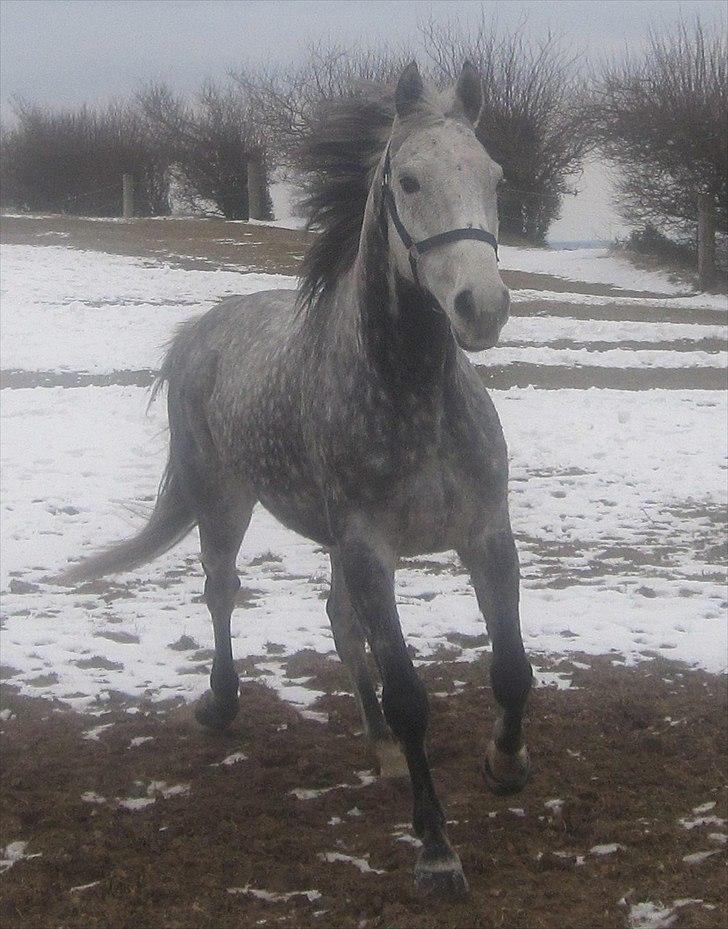 Fuldblod (XX) Le Romance (aflivet) billede 1