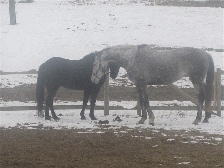 Fuldblod (XX) Le Romance (aflivet) billede 2