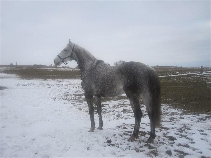 Fuldblod (XX) Le Romance (aflivet) billede 3