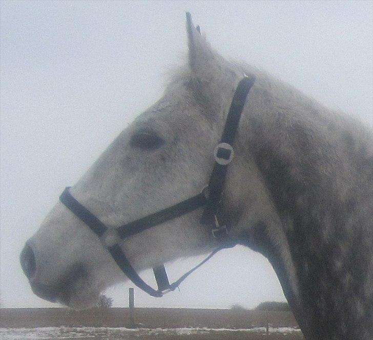 Fuldblod (XX) Le Romance (aflivet) billede 4