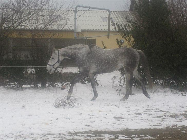 Fuldblod (XX) Le Romance (aflivet) billede 5