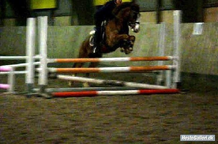 Tysk Sportspony Sultan <3  Solgt :'( billede 9