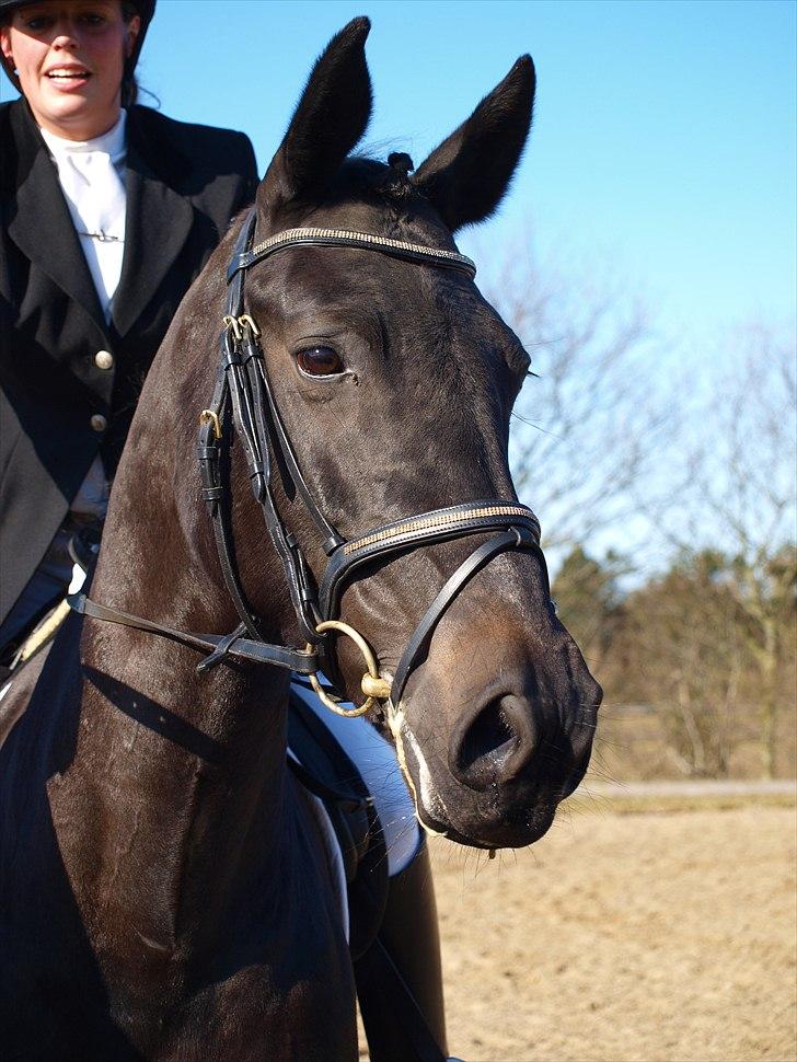 Anden særlig race Team STOPS Isabell - til stævne i sdr. hygum rideklub. :D fik en 2 plads i LC2. billede 11