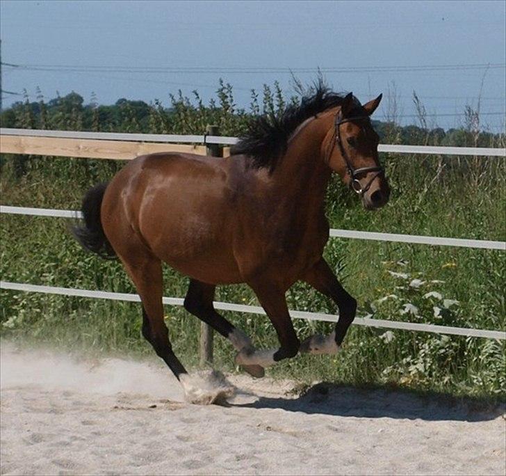 Dansk Varmblod Luega Love - Luega Love sommer 2010 billede 2