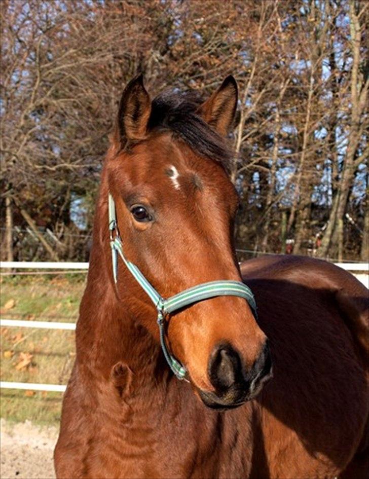 Dansk Varmblod Luega Love - Luega Love i vinterpels, efterår 2010 billede 5