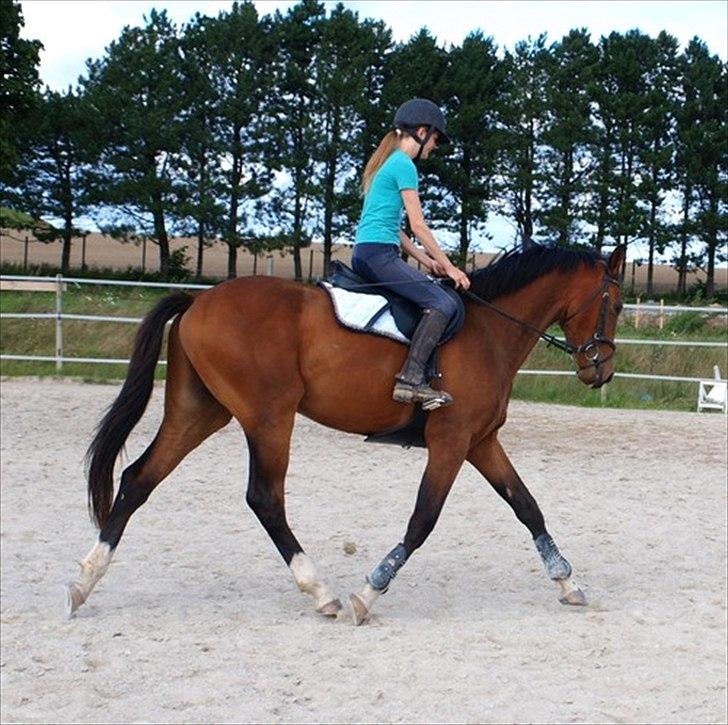 Dansk Varmblod Luega Love - Dressurtræning med Luega Love sommer 2010 billede 8