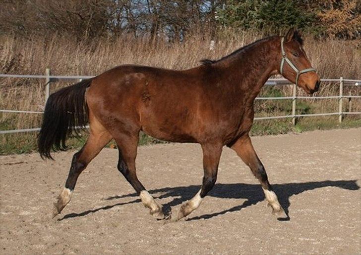 Dansk Varmblod Luega Love - Luega Love i vinterpels, efterår 2010 billede 10