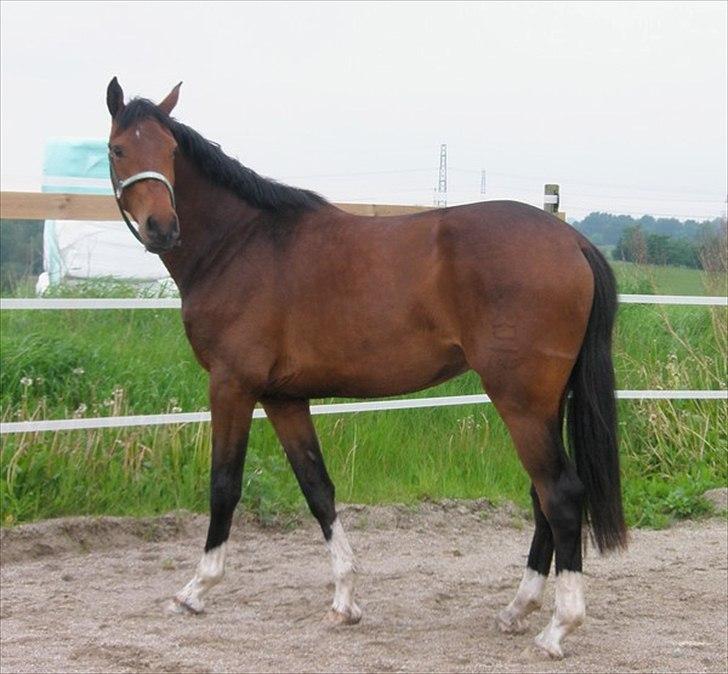 Dansk Varmblod Luega Love - Luega Love da jeg lige har købt ham, juni 2010 billede 11