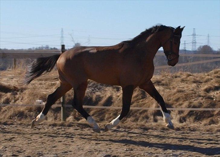 Dansk Varmblod Luega Love - Luega Love blærer sig som dressurhest uden rytter, marts 2011 billede 14
