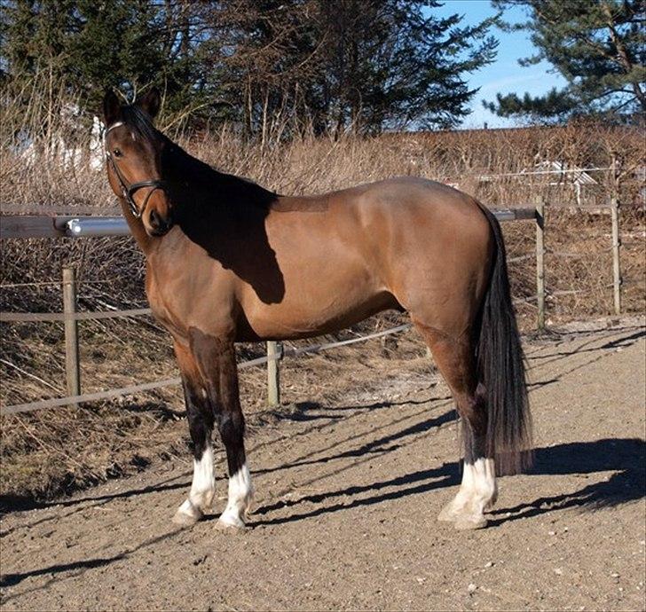 Dansk Varmblod Luega Love - Luega Love marts 2011 billede 15