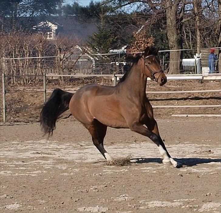 Dansk Varmblod Luega Love - Luega Love marts 2011 billede 16