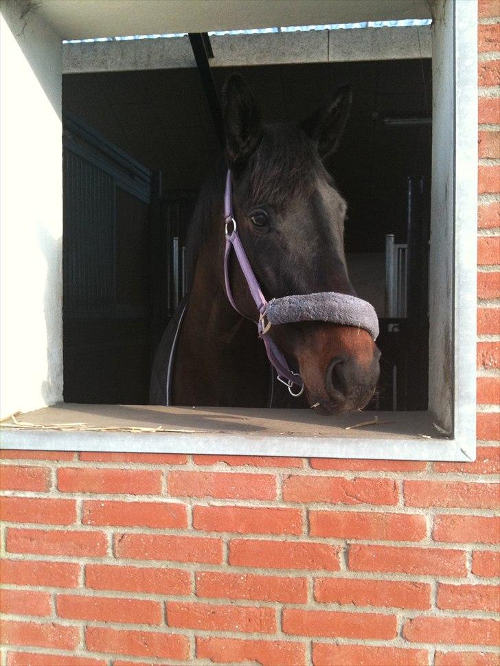 Tysk Oldenburger DUNJA - Himmelhest - Så er det forår billede 9
