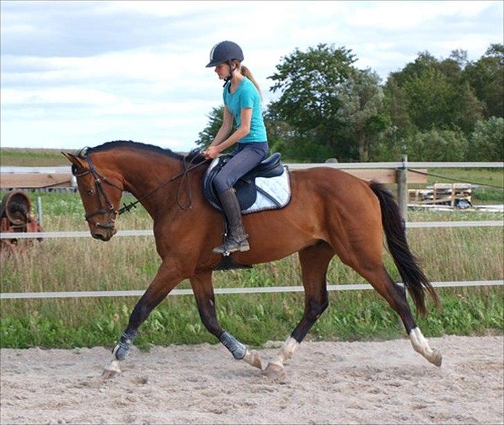 Dansk Varmblod Luega Love - Dressurtræning med Luega Love sommer 2010 billede 17