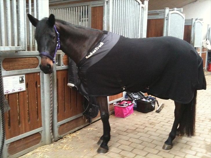 Tysk Oldenburger DUNJA - Himmelhest billede 10