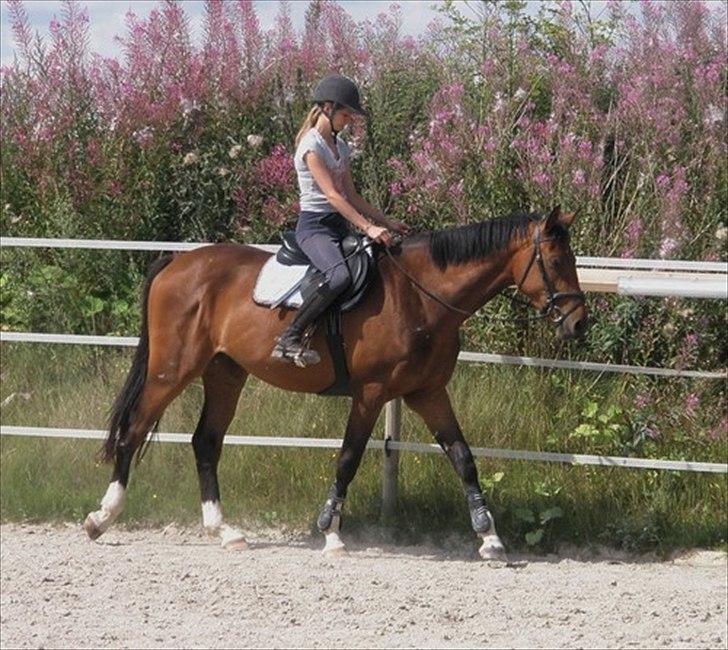 Dansk Varmblod Luega Love - Første gang under rytter efter jeg fik ham hjem, sommer 2010 billede 19