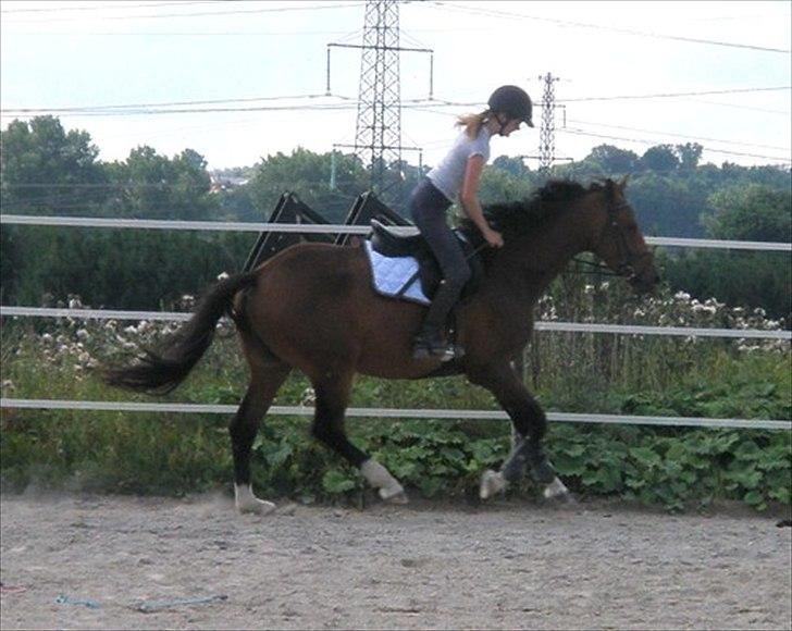 Dansk Varmblod Luega Love - Første gang under rytter efter jeg fik ham hjem, sommer 2010 billede 20