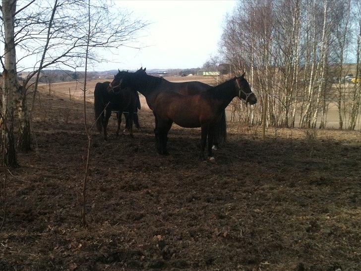 Anden særlig race Lady - første varme dag uden dækken i 2011 :) billede 12