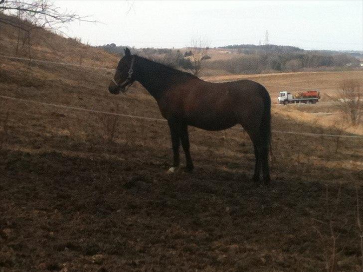 Anden særlig race Lady billede 13