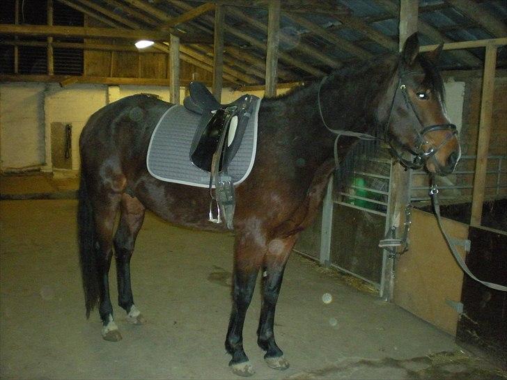 Oldenborg Unique billede 4