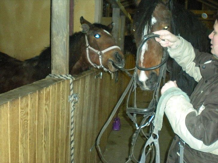 Oldenborg Unique billede 8