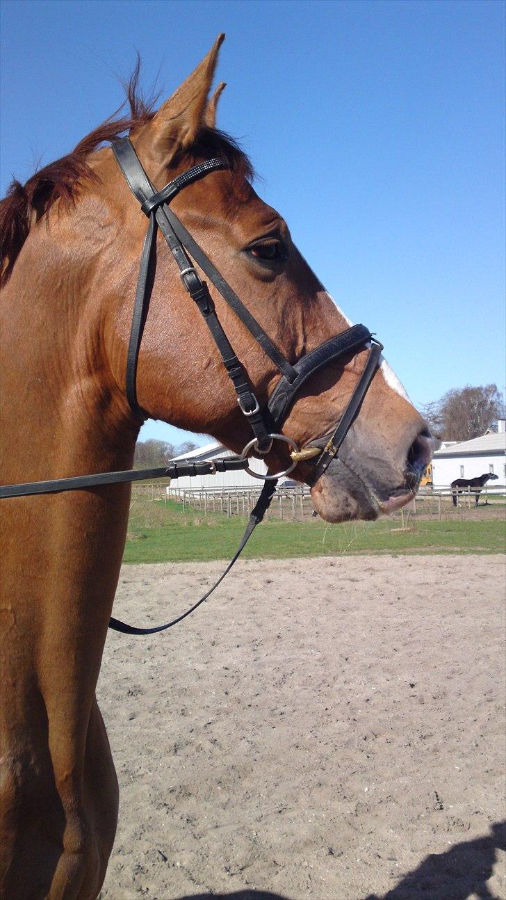 Anden særlig race Cosmo - 10// Hovedbillede på banen :) billede 10