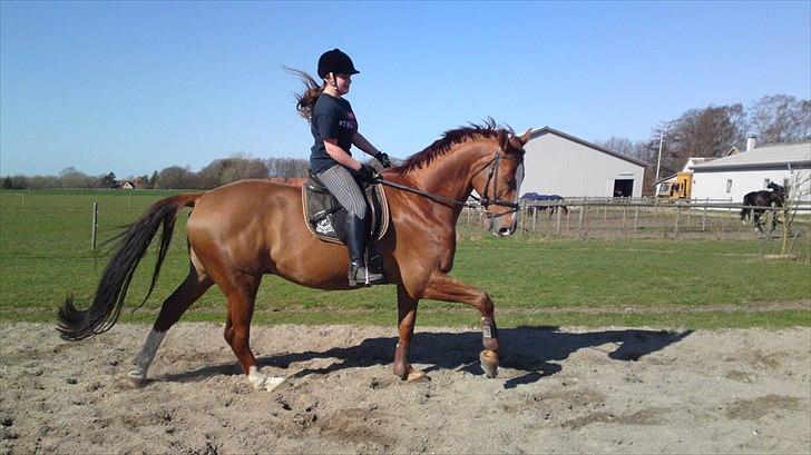 Anden særlig race Cosmo - 12// Galop på banen på Thorup :D billede 12