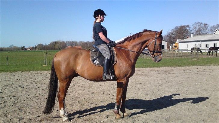 Anden særlig race Cosmo - 14// Parade :D billede 14