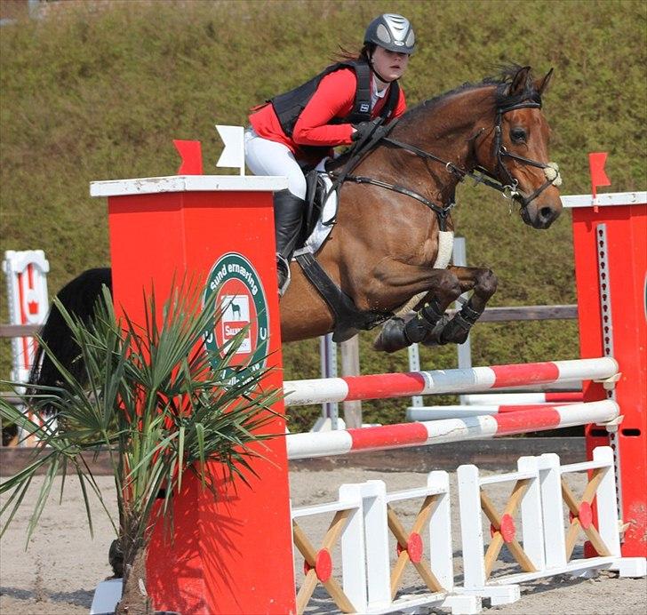 Belgisk Sportspony Magic Ball A-Pony billede 4