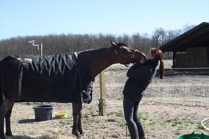 Belgisk Sportspony Magic Ball A-Pony billede 6