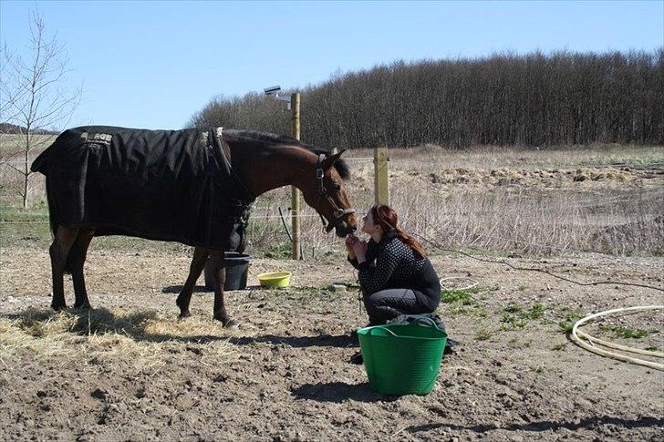 Belgisk Sportspony Magic Ball A-Pony billede 8