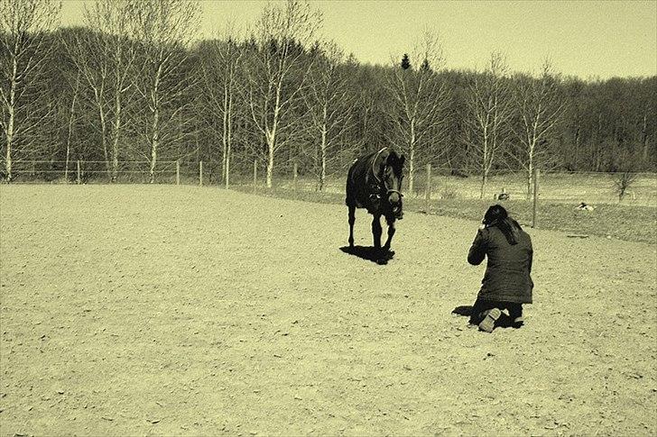 Belgisk Sportspony Magic Ball A-Pony billede 9