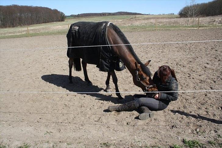 Belgisk Sportspony Magic Ball A-Pony billede 12