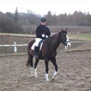 Dansk Varmblod De Nell