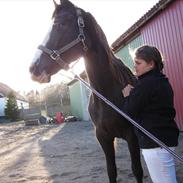 Dansk Varmblod De Nell