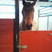 Anden særlig race Madonna