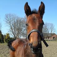 Anden særlig race Casanova
