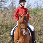 Dansk Varmblod Sim-Sam Z