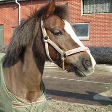 Anden særlig race Mini 