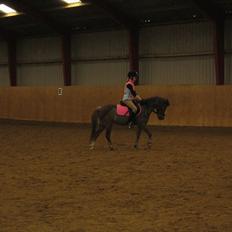 Anden særlig race Mini 