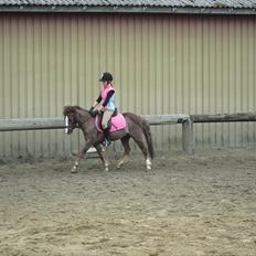 Anden særlig race Mini 