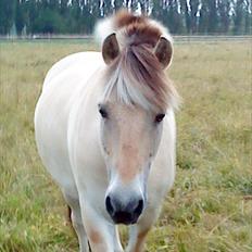 Fjordhest ingar halsnæs