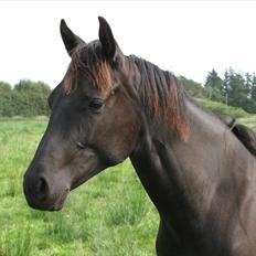 Quarter India Upon A Star