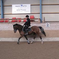 Anden særlig race Storm SOLGT
